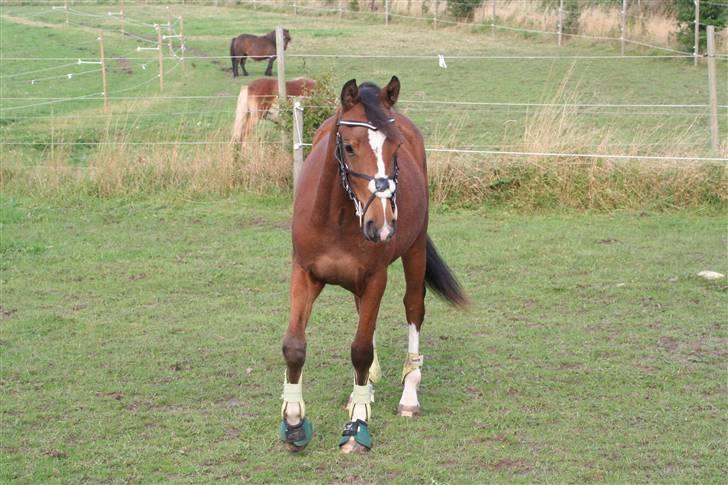 DSP Grand Garáson  billede 13