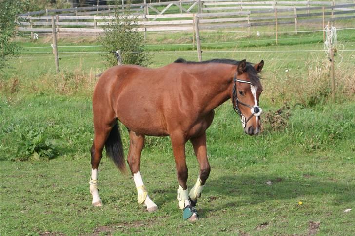 DSP Grand Garáson  billede 14