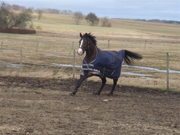 Trakehner Trapattoni  - Fordi du kan flyve <3   Fotograf: Mig billede 13