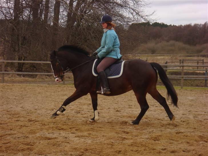 Trakehner Trapattoni  - Så fin vildhesten er xD Fotograf: Kathrine billede 15