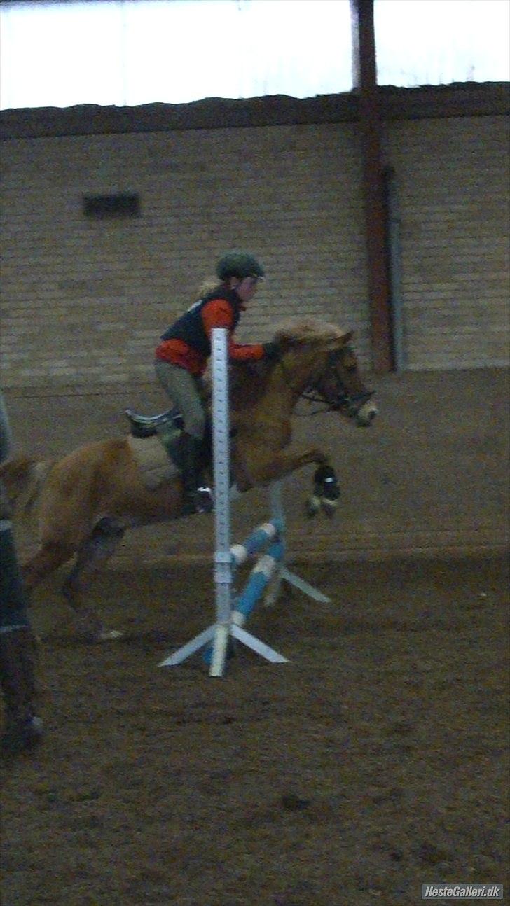 Anden særlig race Mataya - velkommen til min profil;) sidste springtræning:/ foto anneken;) 2011 billede 1