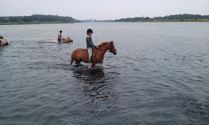 Anden særlig race Mataya - fjorden;) billede 2