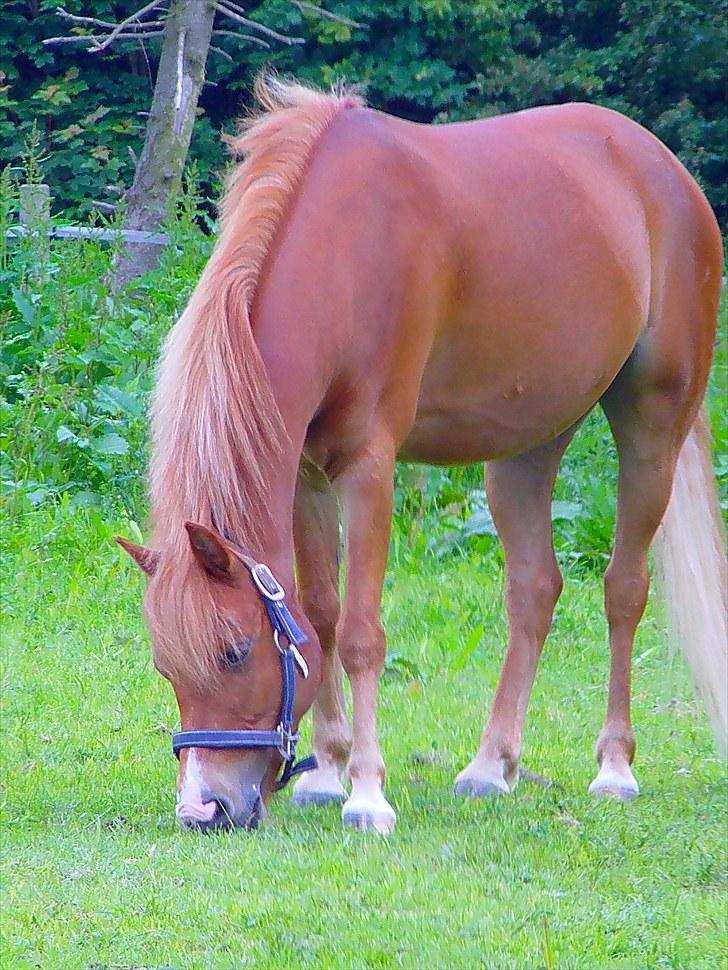 Anden særlig race Mataya - På fold.. Foto: Anneken billede 11