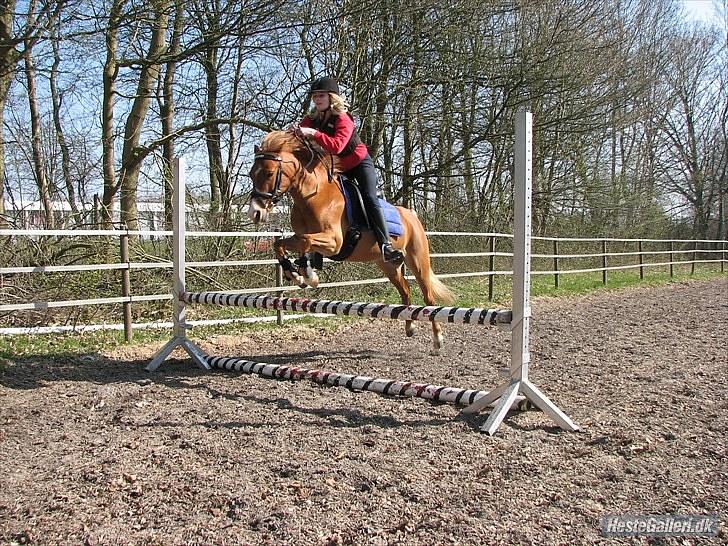 Anden særlig race Mataya - astrid springer 60 cm på mataya billede 4