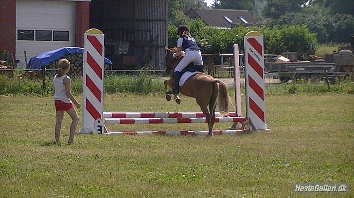 Anden særlig race Mataya - mig og mataya til stævne i rho vi startede en u-miniput  d.3 juli 2010 billede 5