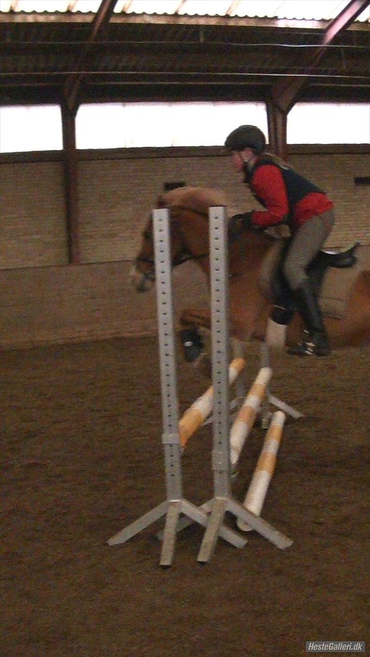 Anden særlig race Mataya - sidste spring træning. foto: anneken;) 2011 billede 7