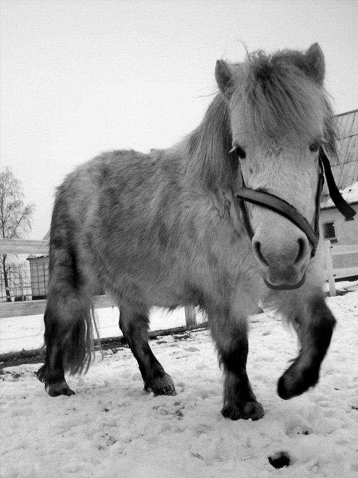 Anden særlig race Hygums Kiki - velkommen til kikis profil ;D billede 2