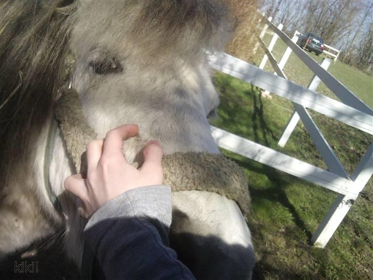 Anden særlig race Hygums Kiki - hun elsker bare at blive nusset om <3 ;D billede 3