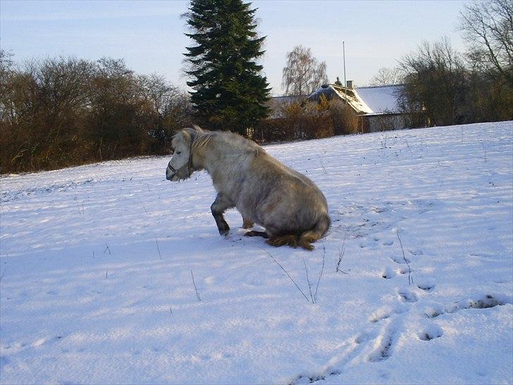 Anden særlig race Hygums Kiki - åårh, hva kiki er din røv lidt tung? billede 4