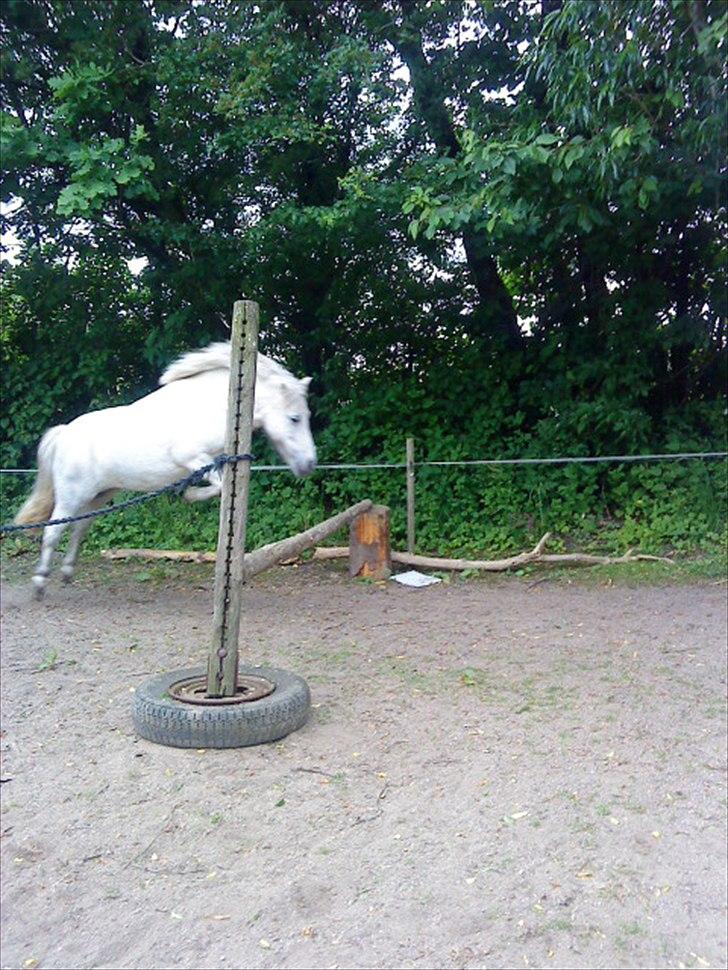 Anden særlig race Hygums Kiki billede 6
