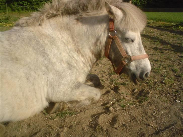 Anden særlig race Hygums Kiki billede 7