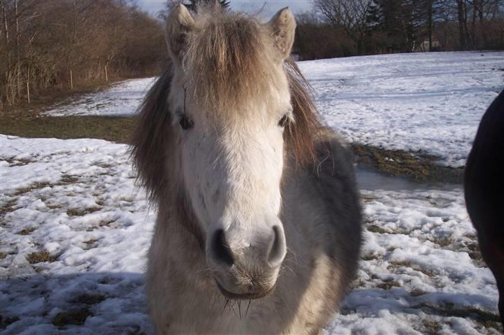 Anden særlig race Hygums Kiki billede 9