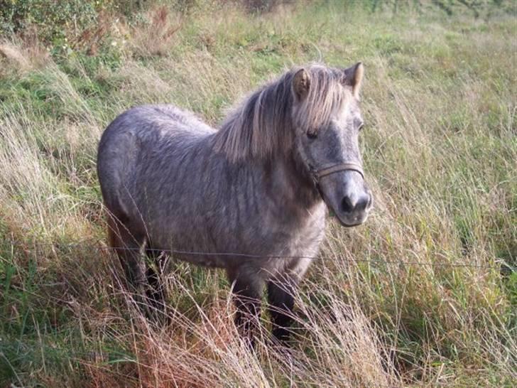 Anden særlig race Hygums Kiki billede 10