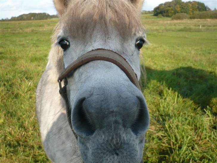 Anden særlig race Hygums Kiki billede 11