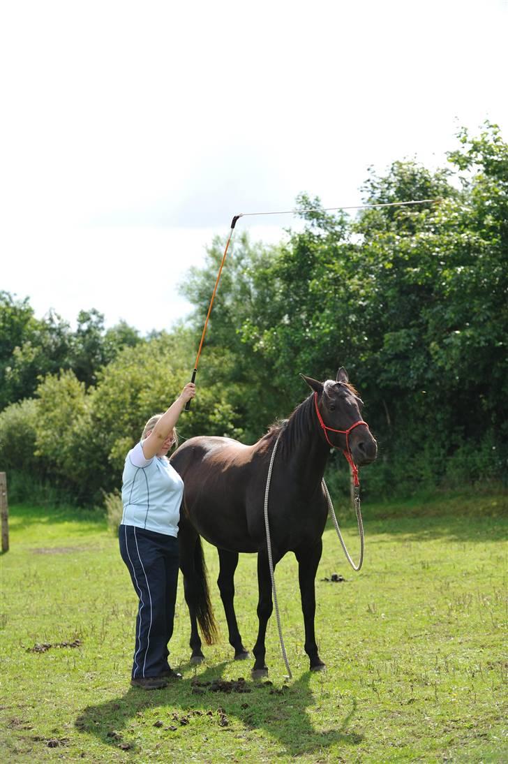 Anden særlig race Athena RIP <3 elsket og savnet billede 7