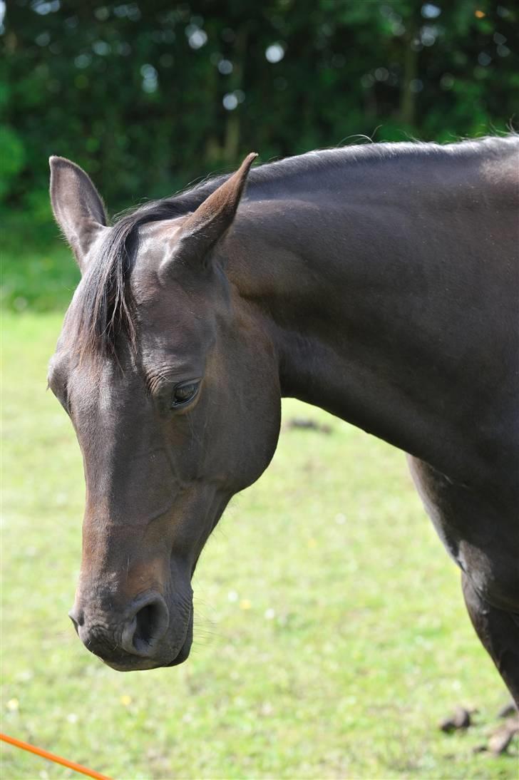 Anden særlig race Athena RIP <3 elsket og savnet billede 11