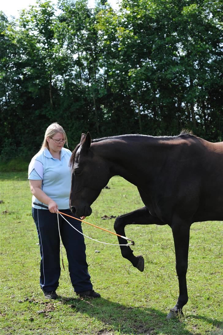 Anden særlig race Athena RIP <3 elsket og savnet - spanske skridt billede 12