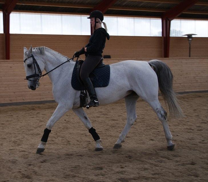 Dansk Varmblod Smilla af Lyngholt billede 16