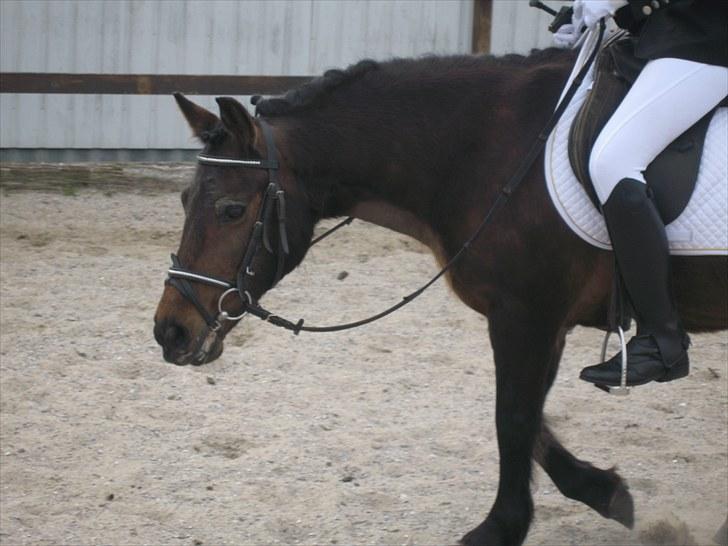 Anden særlig race Fiona - red - Hos SRRK den 25. april 2010. Foto: Britt :) billede 1