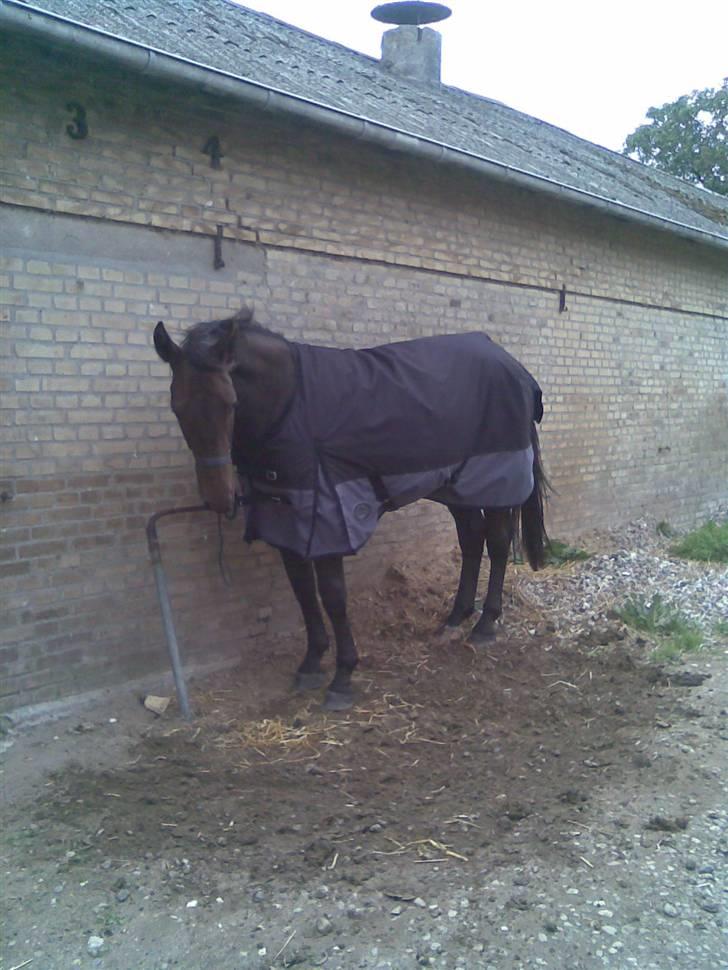 Anden særlig race Solgt-Olesens Django - Dækken på for første gang... tjaaa. Det sagde han ikke noget til. billede 13