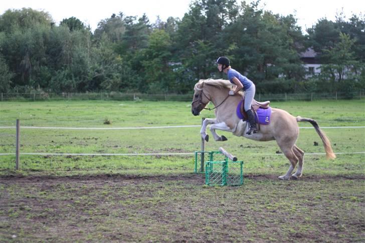 Anden særlig race Athene - hun springer skide godt med den rigtige rytter billede 7