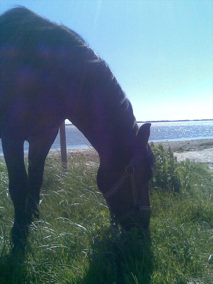 Anden særlig race Fiona - red - Taget nogle få dage efter Fiona kom hjem igen :´) Hun nød at gå ture til stranden :) Foto: mig. billede 3
