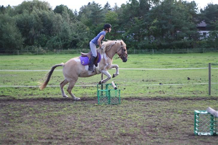 Anden særlig race Athene - kommer godt over springene billede 8