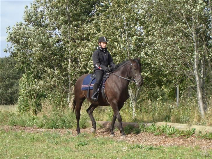 Anden særlig race Gabby billede 14