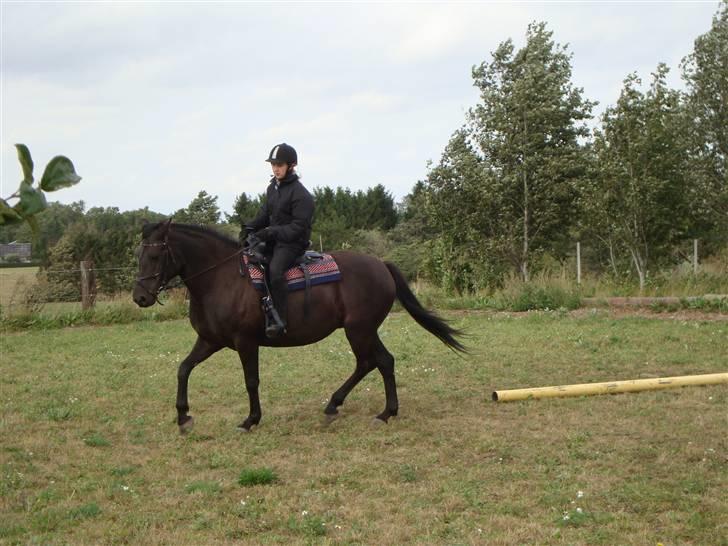 Anden særlig race Gabby billede 15