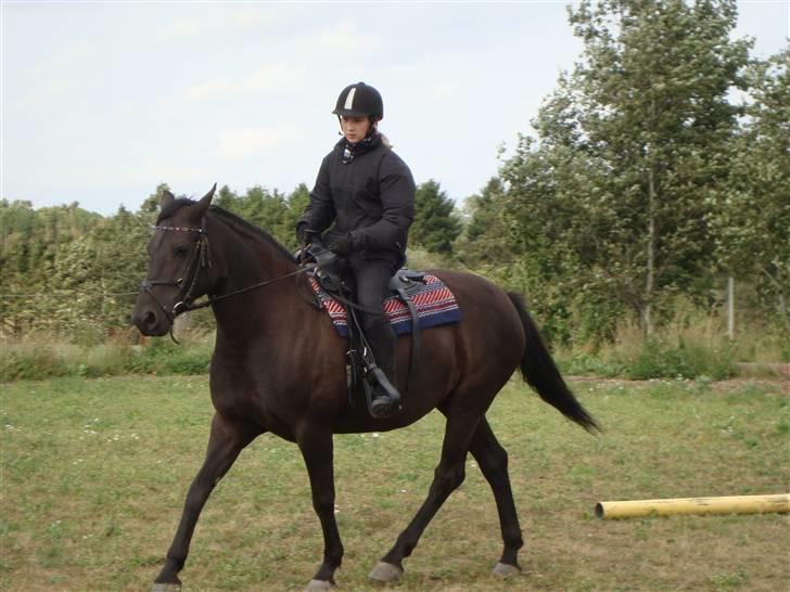 Anden særlig race Gabby billede 16