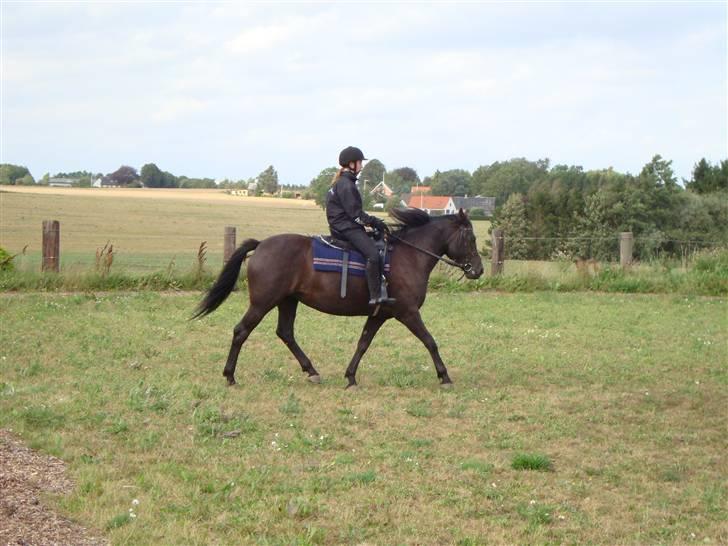 Anden særlig race Gabby billede 17