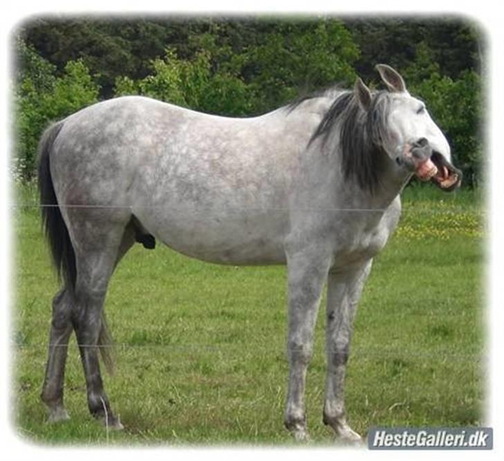 Arabisk fuldblod (OX) Fazra <3 - Heh flotte :* (ved gammle ejer) billede 5