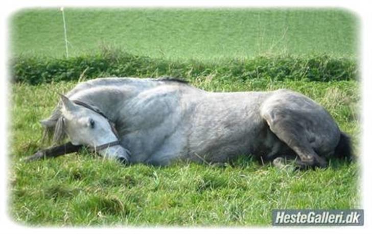 Arabisk fuldblod (OX) Fazra <3 - ved gammle ejer <3 billede 6