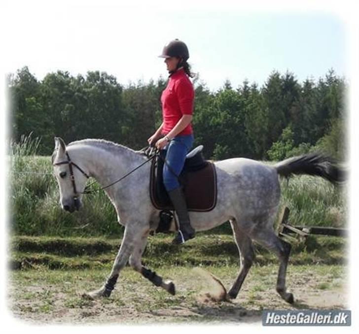 Arabisk fuldblod (OX) Fazra <3 - Med gammle ejer ;D billede 7