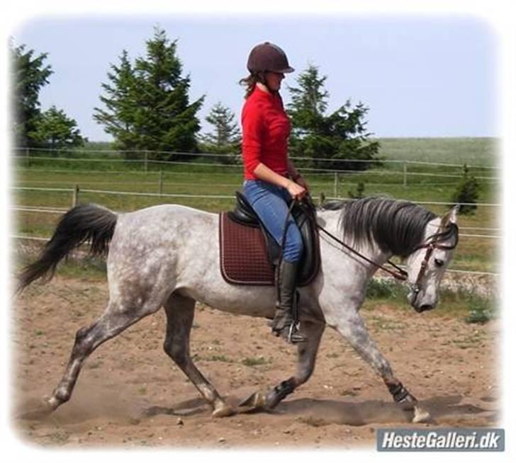 Arabisk fuldblod (OX) Fazra <3 - Med gammle ejer ;D billede 8