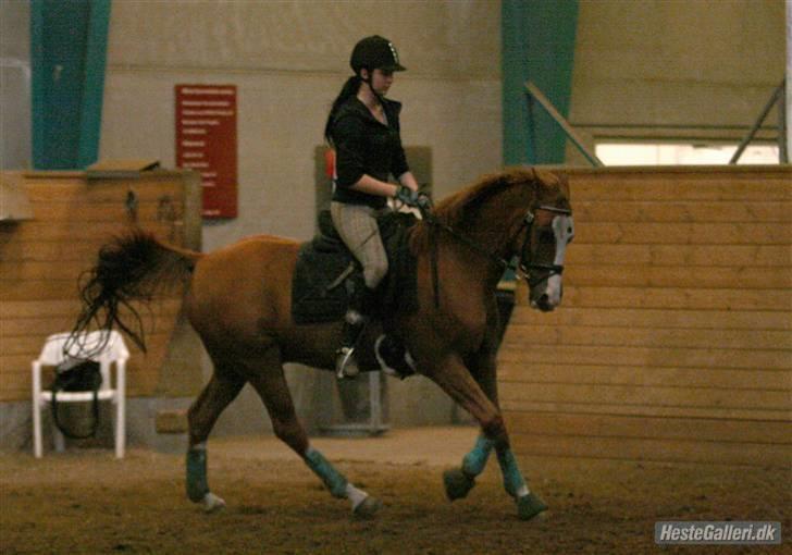 Hollandsk Sportspony Aviner (SOLGT) billede 9