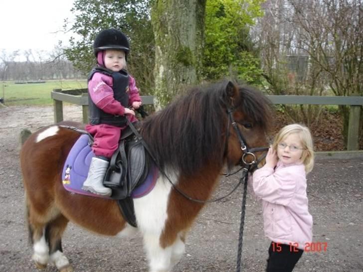 Shetlænder Sleiber - min stjerne! - for den du græder for fortjener ikke dine tårer ikke dine tårer for personen ville ALDRIG lade dig græde! :I Jeg elsker dig! billede 18