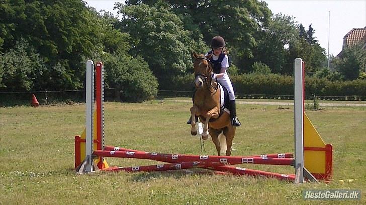 Anden særlig race Mataya - mig og mataya til stævne i rho vi startede en u-miniput  d.3 juli 2010 billede 6