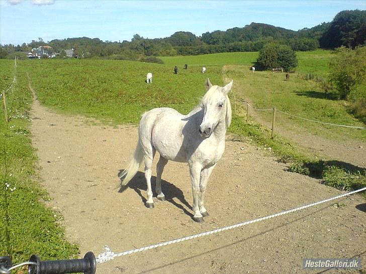 Anden særlig race Lukas <333 R.I.P - På fold :D <3 billede 9