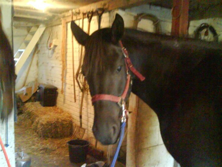 Anden særlig race Gabby billede 18