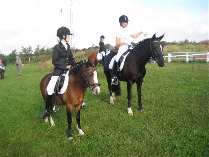 Anden særlig race Figaro - Maria, Scharlett, Figaro og mig til stævne.. Billed 13* billede 13