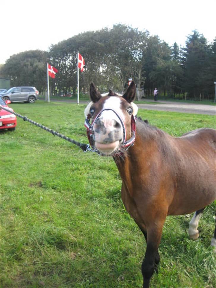 Anden særlig race Figaro - Billed 15* billede 15