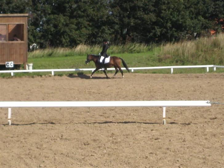 Anden særlig race Figaro - Billed 17* billede 17