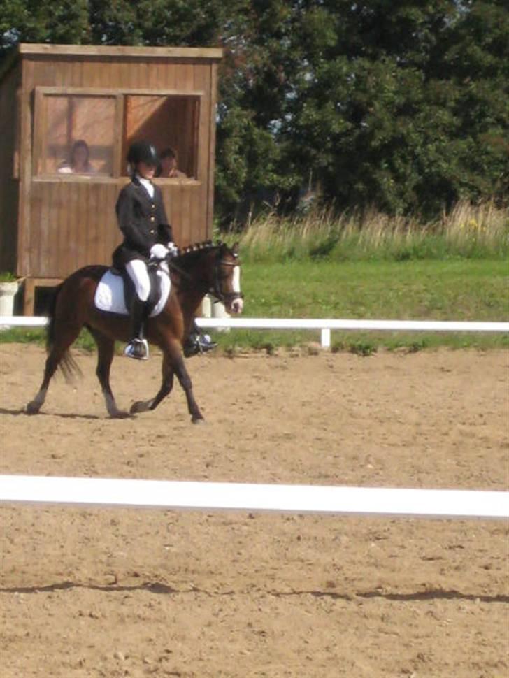 Anden særlig race Figaro - Billed 18* billede 18