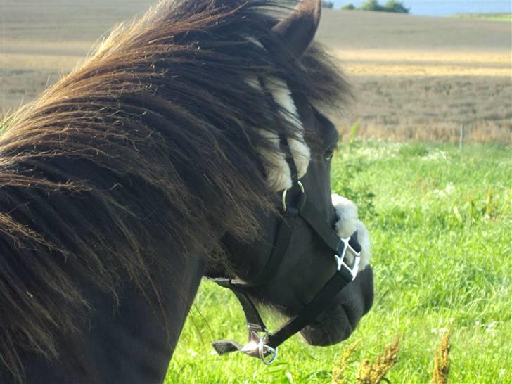 Anden særlig race Ari billede 14