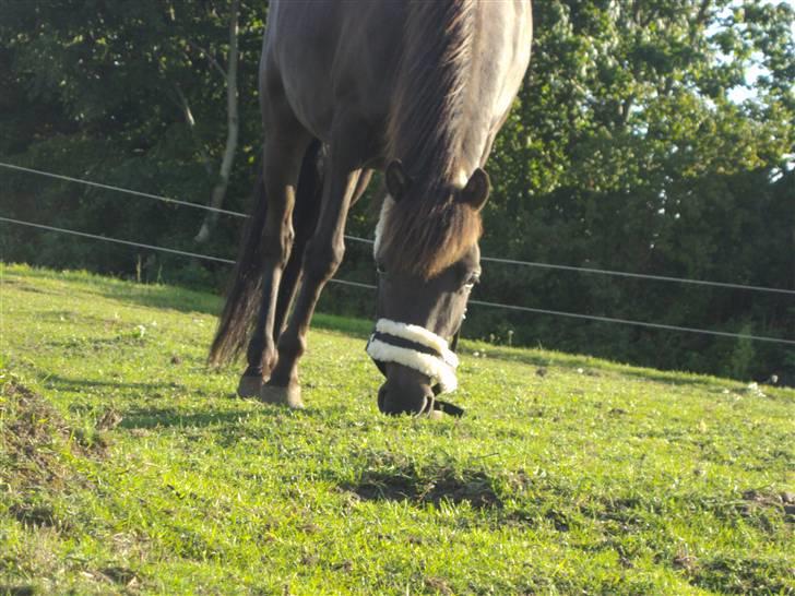 Anden særlig race Ari billede 15
