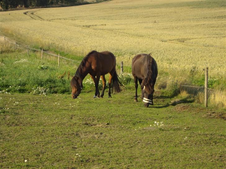 Anden særlig race Ari billede 16