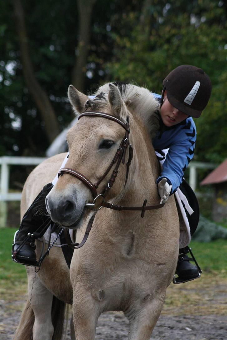 Fjordhest Bonto<3 R.I.P. -  19 # Klap til min dygtige pony ! :) <3 Fotograf: Nadia Jørgensen billede 19