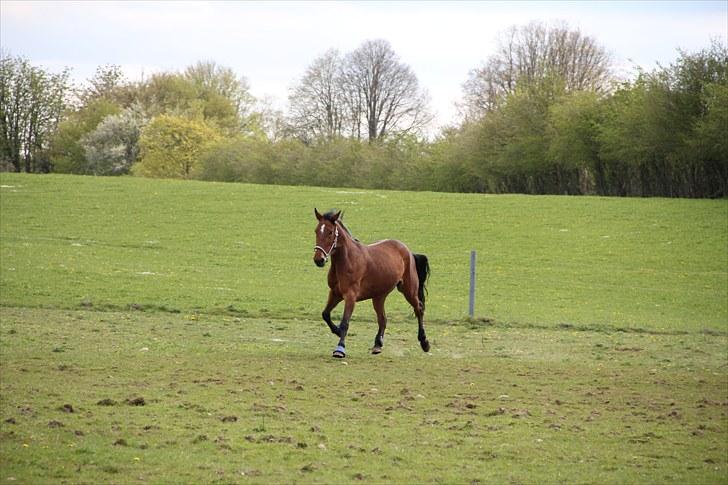 Traver Nesmil - på mark :) billede 2
