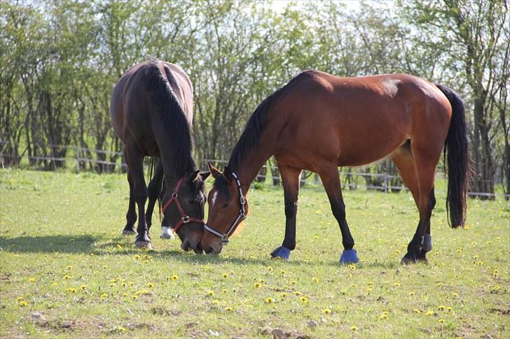 Traver Nesmil - kærsterne :) billede 3